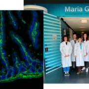 Identifican un compuesto derivado de la salvia que reduce la inflamación intestinal causada por gluten